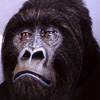 Animatronic Gorilla mask at make-up designory